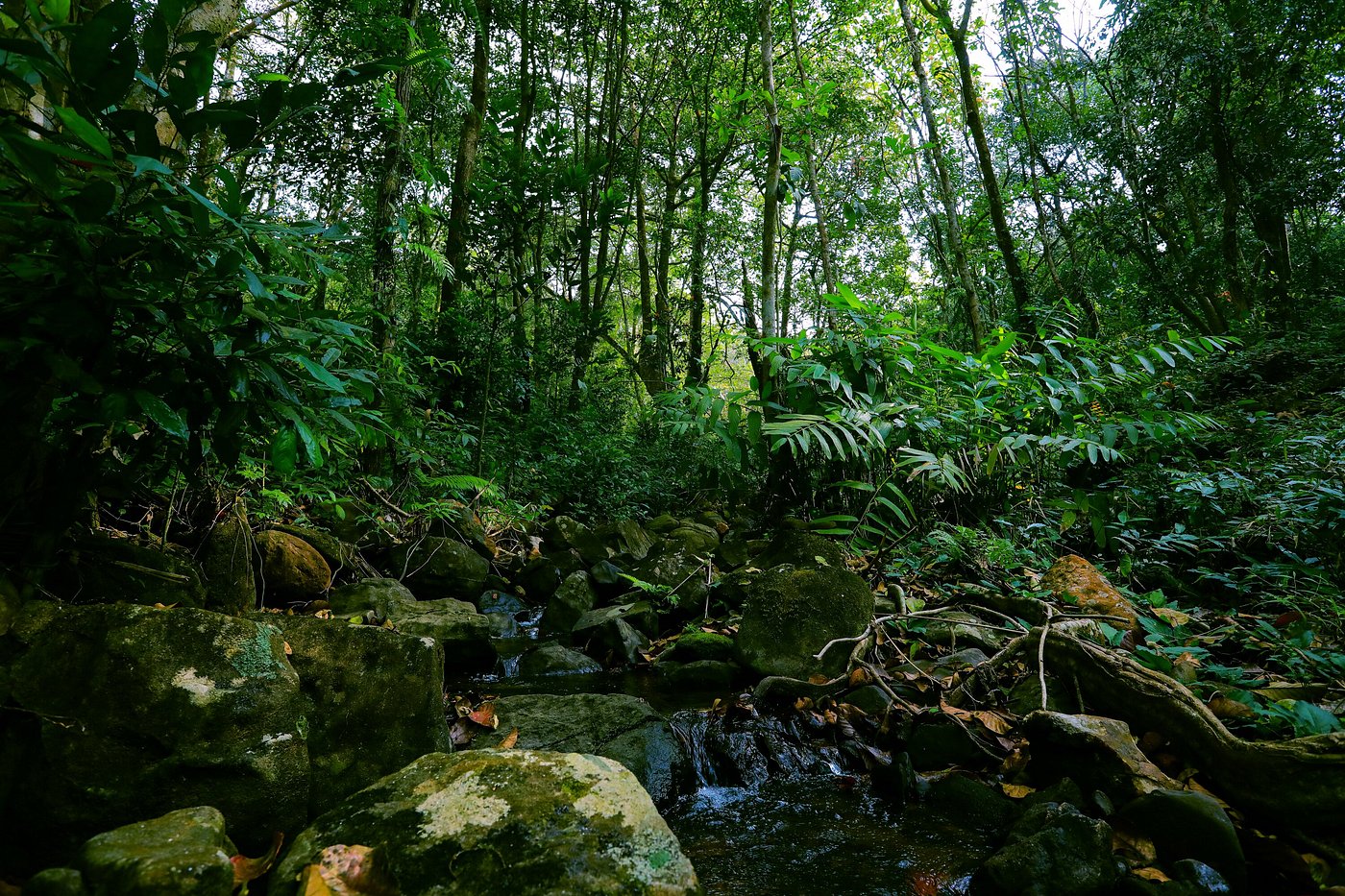 Misty mountains of Western Ghats
