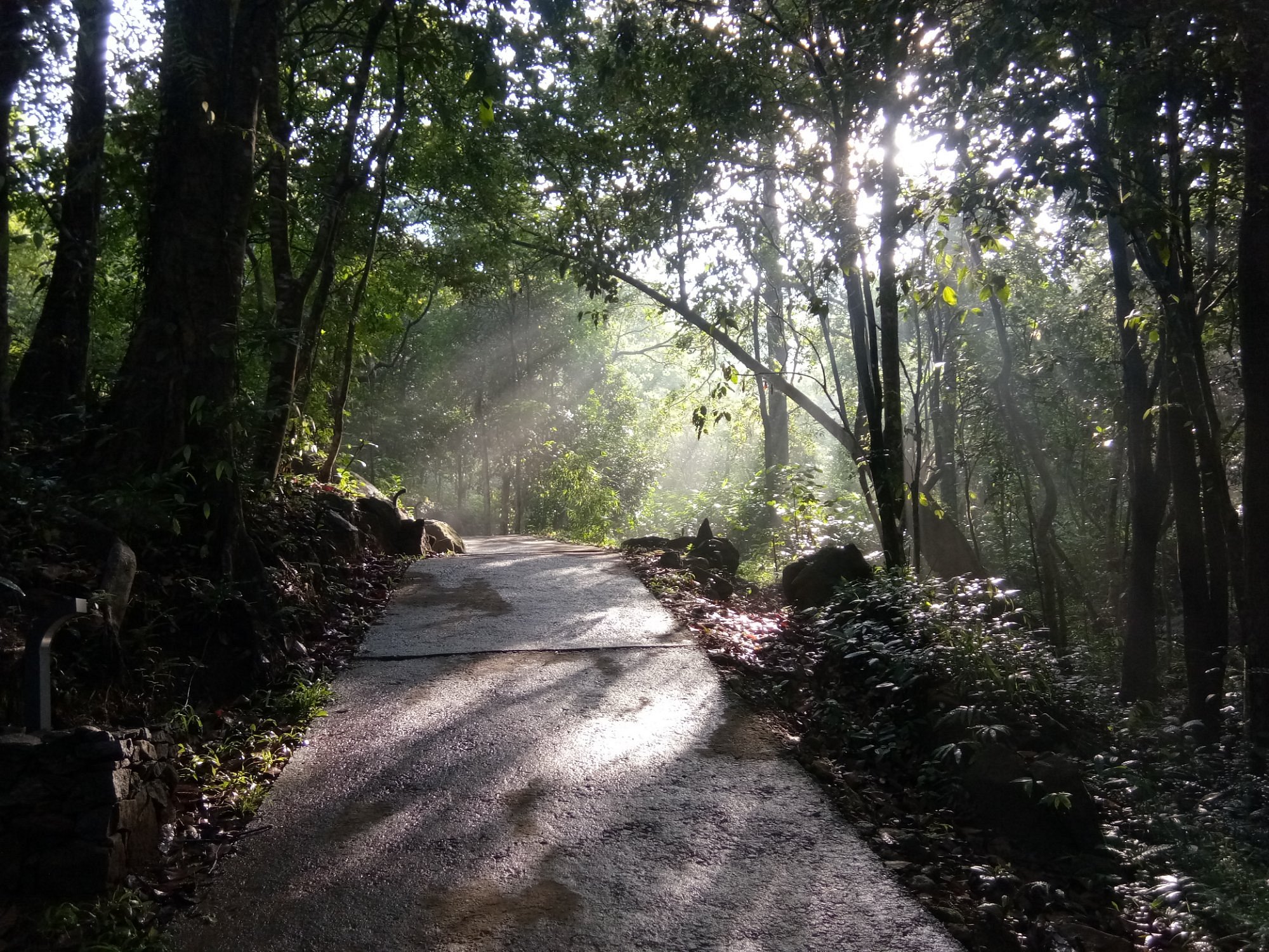 Wildlife in natural Wayanad habitat